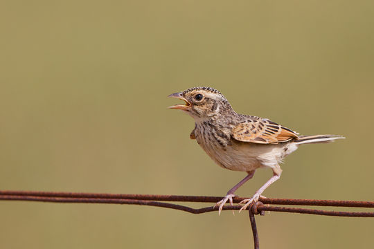 Image of Australasian Bushlark