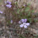 Sivun Chaenorhinum grandiflorum (Cosson) Willk. kuva