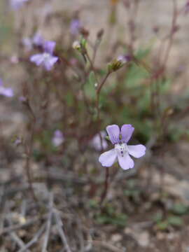 Image de Chaenorhinum grandiflorum (Cosson) Willk.