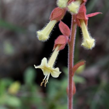 Image of <i>Amasonia hirta</i> Benth.