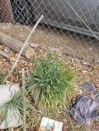 Image of Hordeum vulgare subsp. vulgare