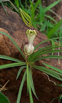 Image of Ceropegia spiralis Wight