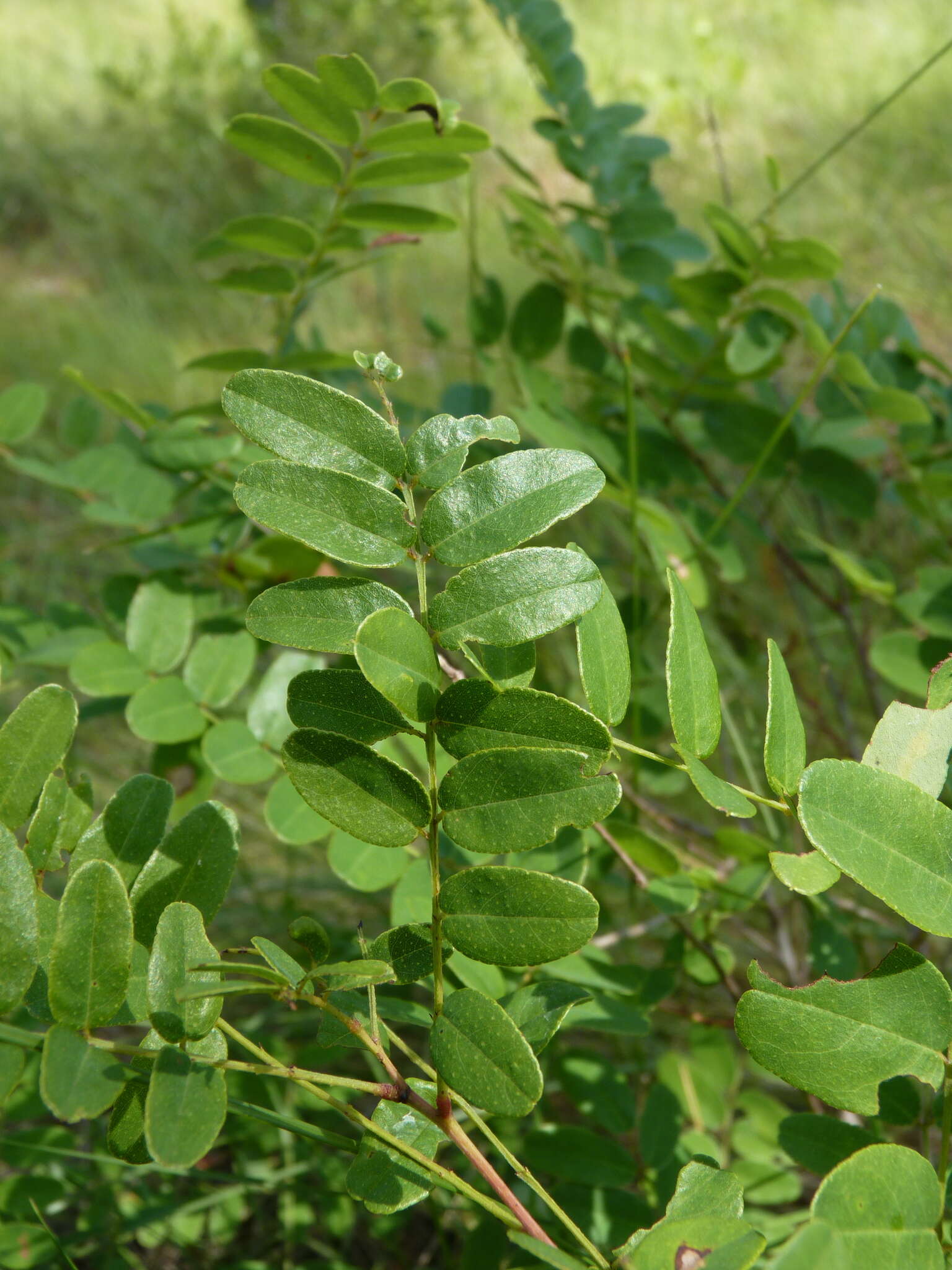 Image of Cluster-Spike Indigo-Bush