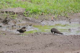 Image of Dusky Crag Martin