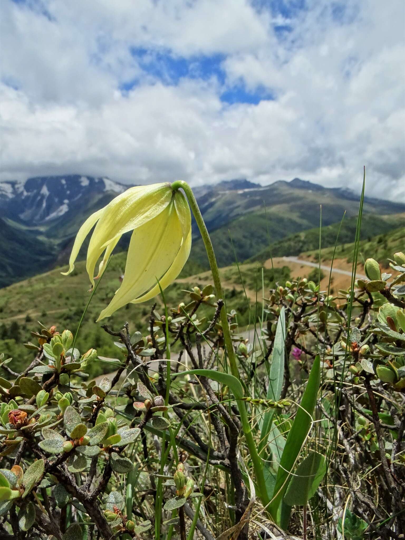 Image of Lilium lophophorum (Bureau & Franch.) Franch.