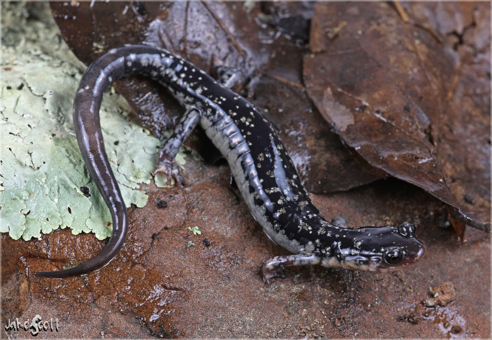 Plancia ëd Plethodon ouachitae Dunn & Heinze 1933