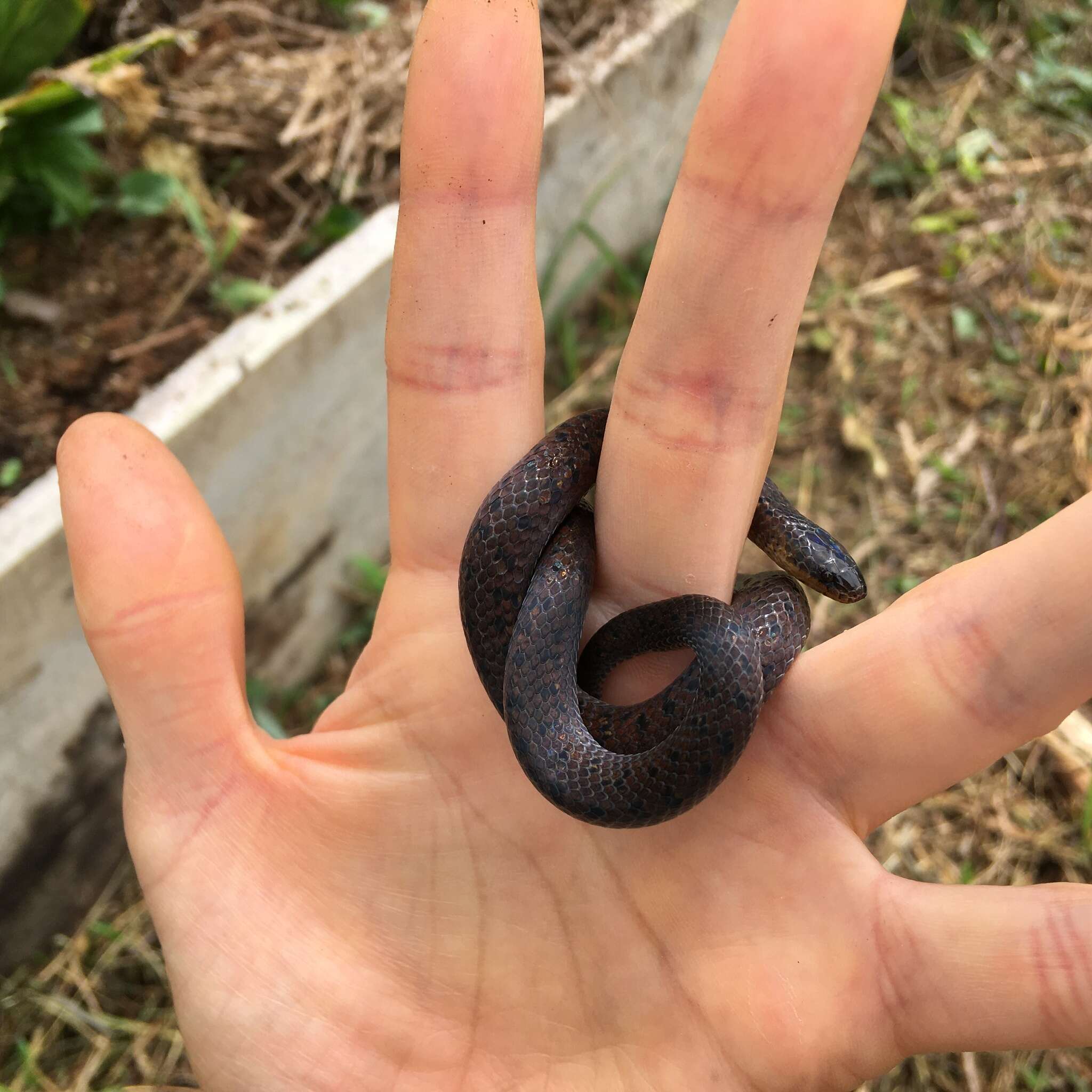 Image of Northern Ground Snake