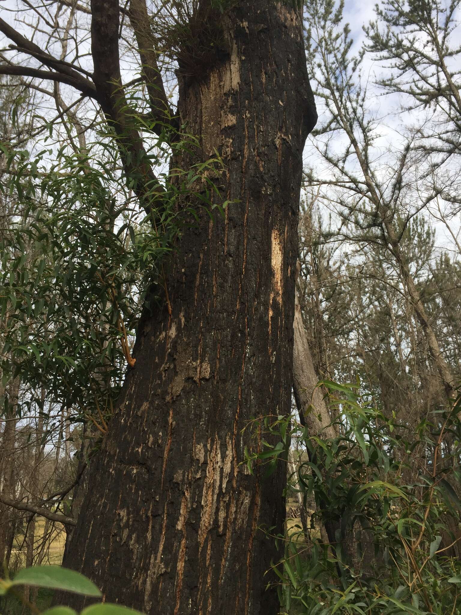 Sivun Eucalyptus elata Dehnh. kuva