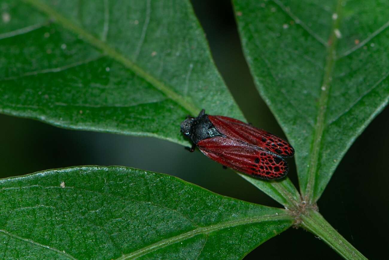 Image of Mahanarva (Mahanarva) rubripennis (Schmidt 1922)