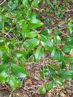 Eugenia biflora (L.) DC. resmi