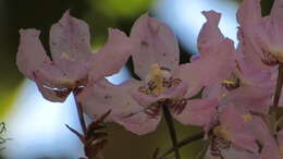 Image of orchid