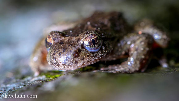 Image of Coastal Tailed Frog