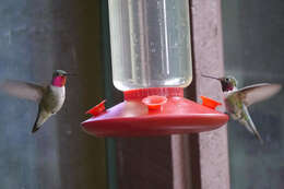 Image of Broad-tailed Hummingbird