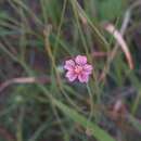 صورة Bidens rostrata Melchert