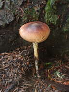 Image of Rhodocollybia oregonensis (A. H. Sm.) Lennox 1979