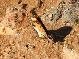 Image de Acraea acerata Hewitson 1874