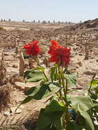 Image of Canna indica L.