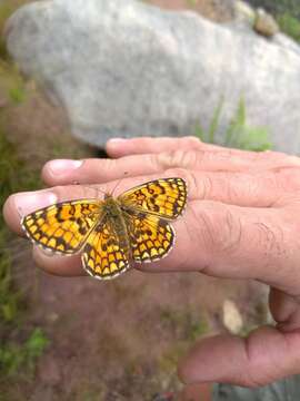 Image of Melitaea celadussa Fruhstorfer 1910