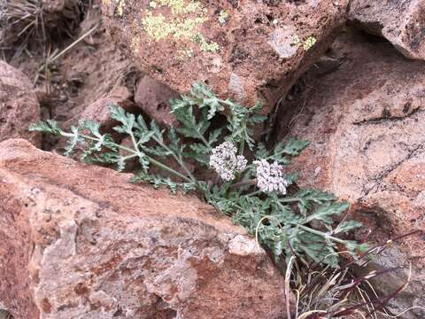 Image of Nevada biscuitroot