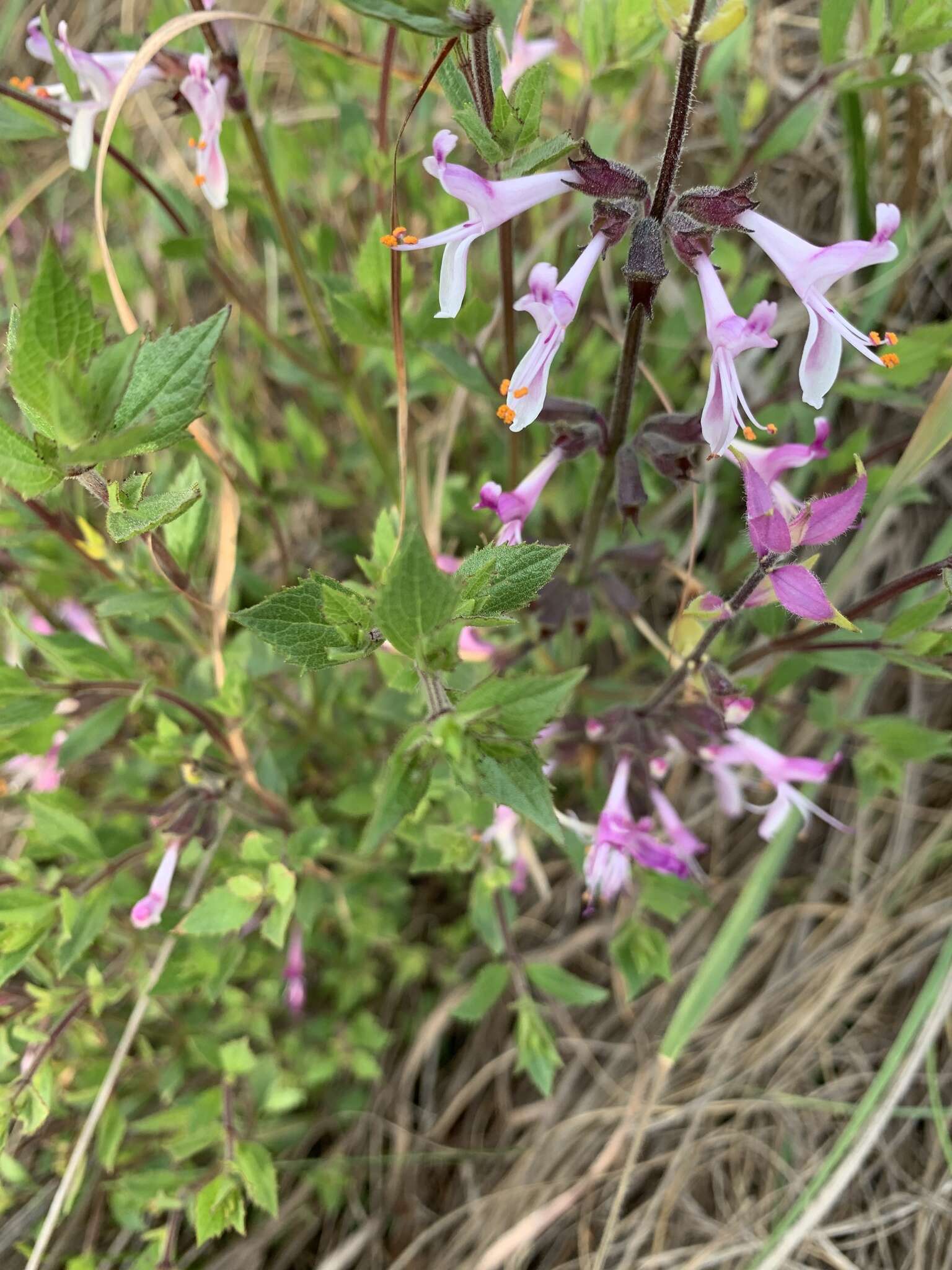 Image de Syncolostemon transvaalensis (Schltr.) D. F. Otieno