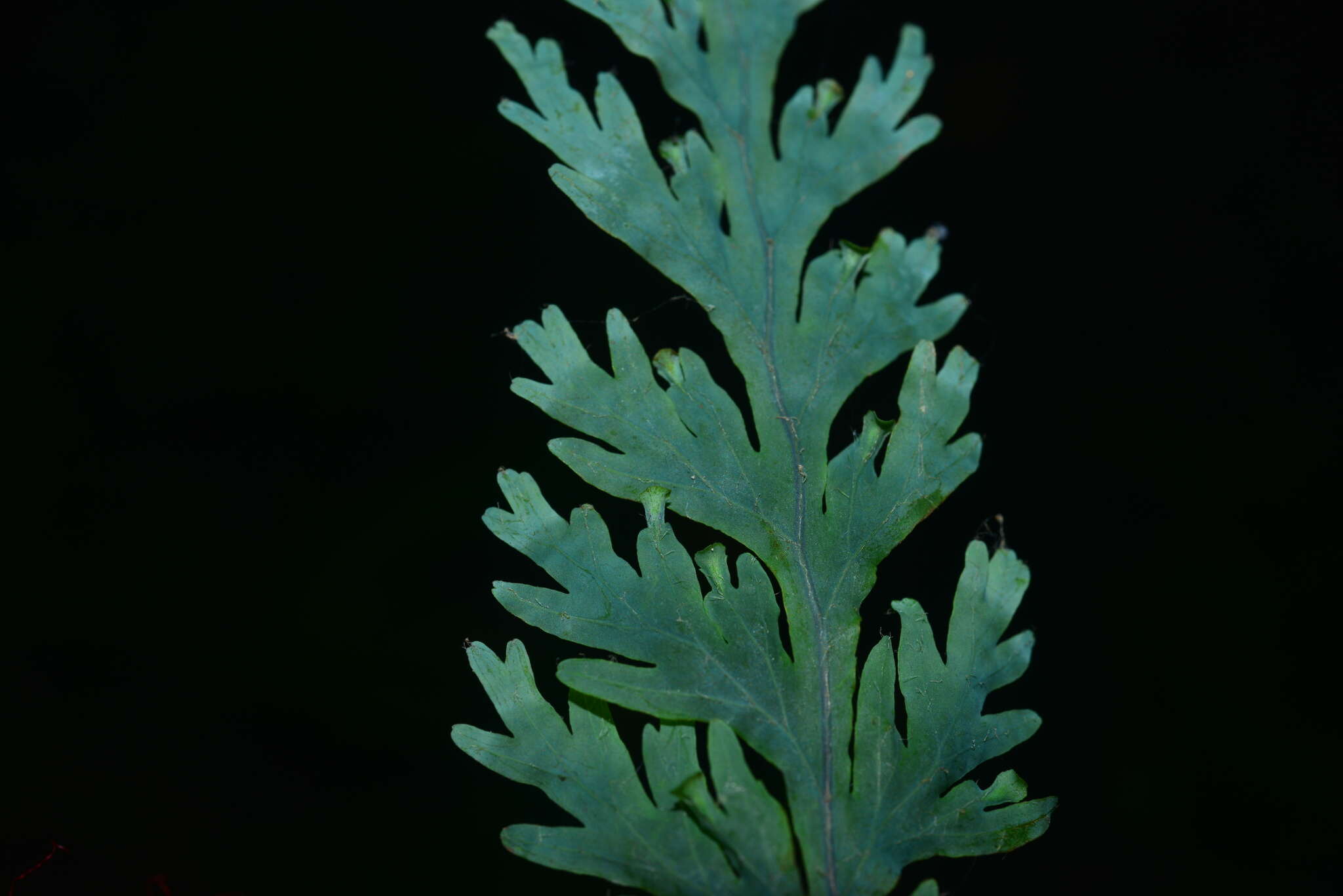 Imagem de Hymenophyllum acutum (C. Presl) Ebihara & K. Iwats.