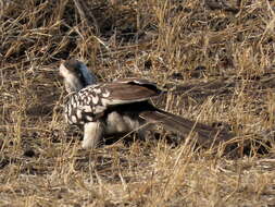 Image of Tockus leucomelas leucomelas (Lichtenstein & Mhk 1842)