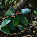 Image of Ardisia maclurei Merr.