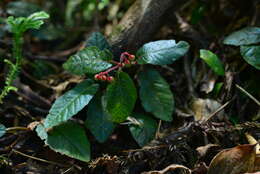 Image of Ardisia maclurei Merr.