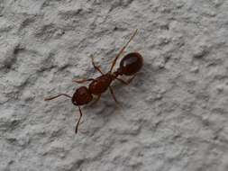 Image of Tetramorium capense Mayr 1865