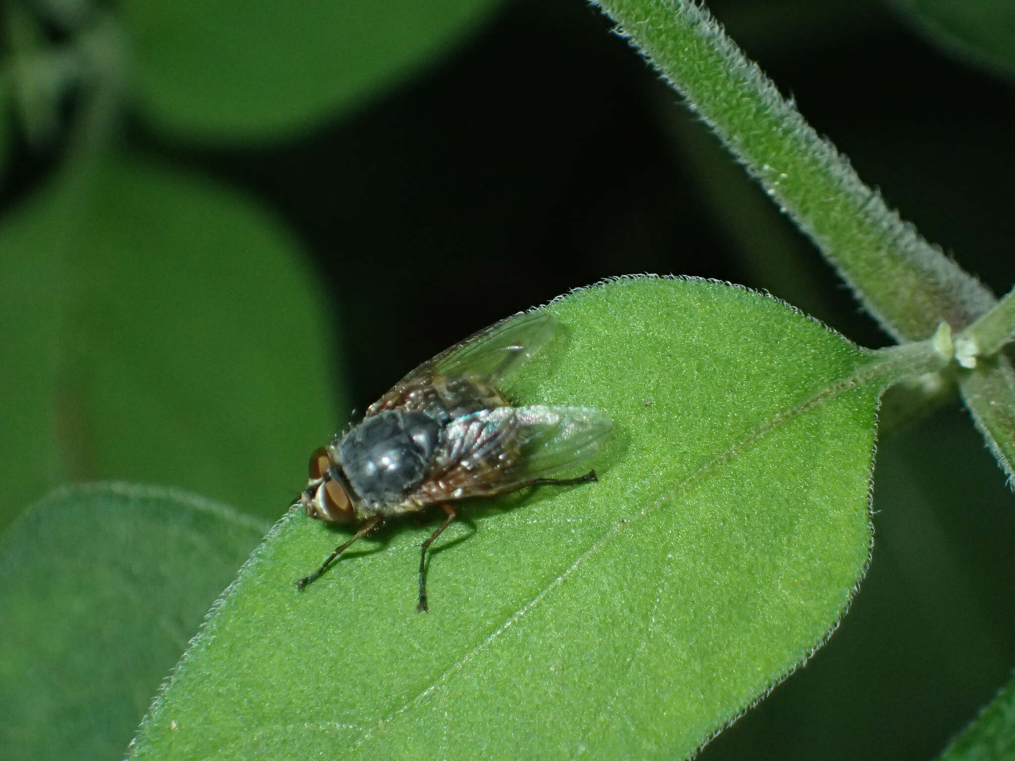 Image of Calliphora stygia (Fabricius 1781)