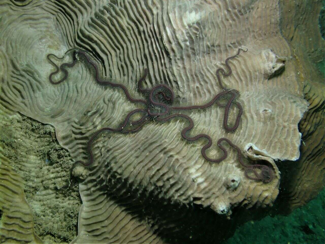 Image of purple-banded brittle star