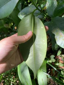 Image of Garcinia linii C. E. Chang