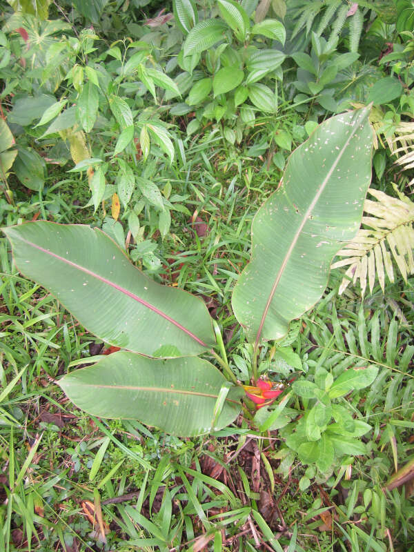 Image de Heliconia stricta Huber