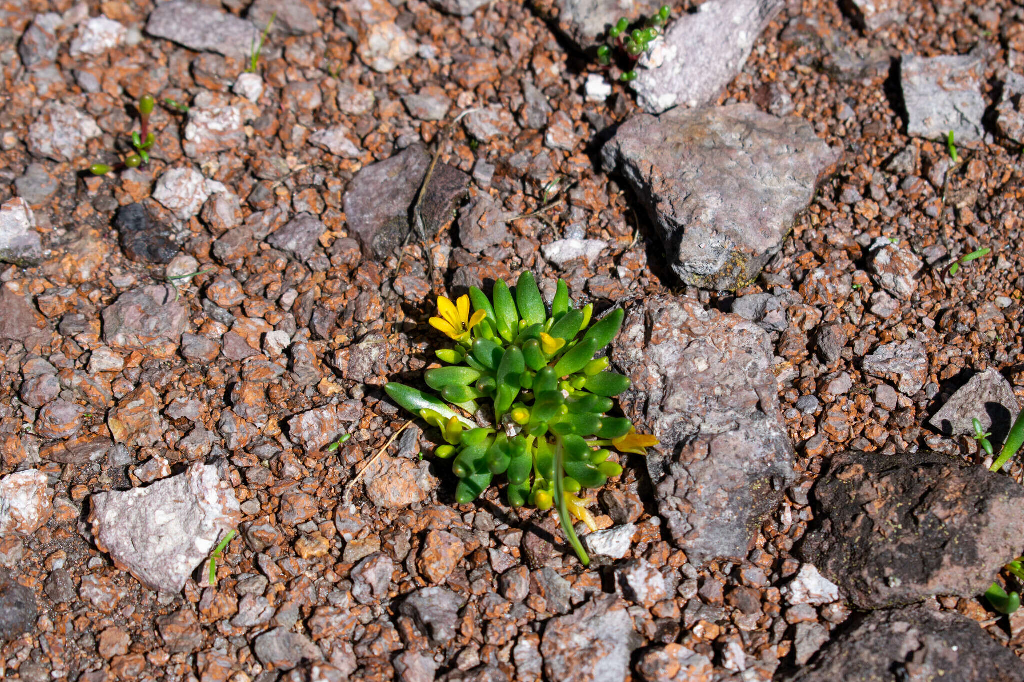 Image de Phemeranthus parvulus (Rose & Standl.) D. J. Ferguson & T. M. Price