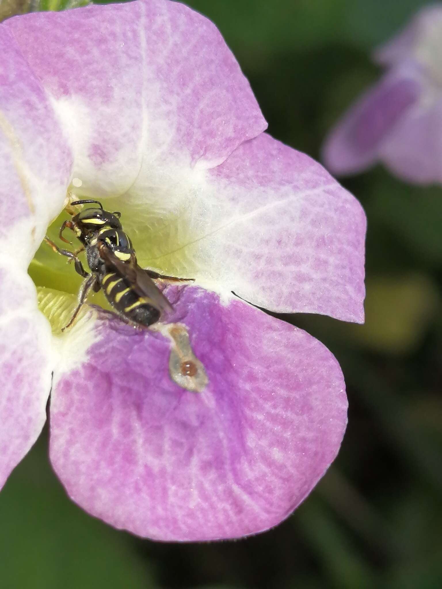 Sivun Ceratina nigrolateralis Cockerell 1916 kuva