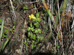 Alectra sessiliflora var. sessiliflora的圖片