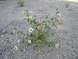 Image of Emory's rockdaisy