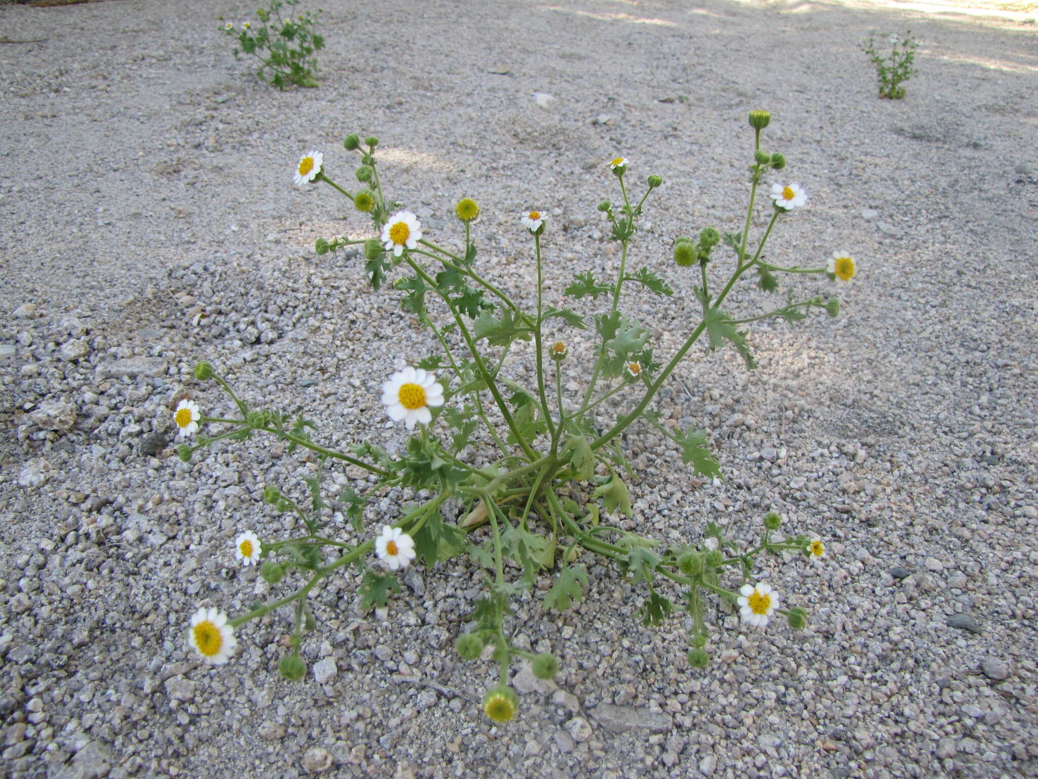 Image of Emory's rockdaisy