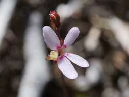 Image de Stylidium pygmaeum R. Br.