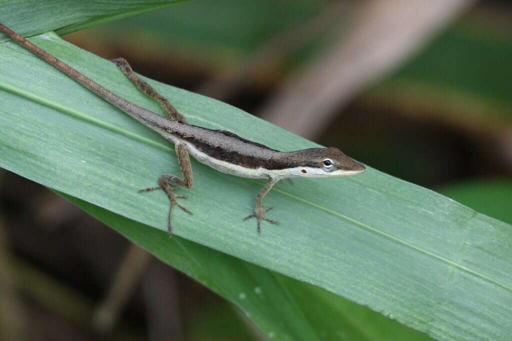 Image of Sharp-mouthed lizard