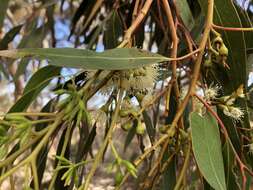 Image of Red Mallee