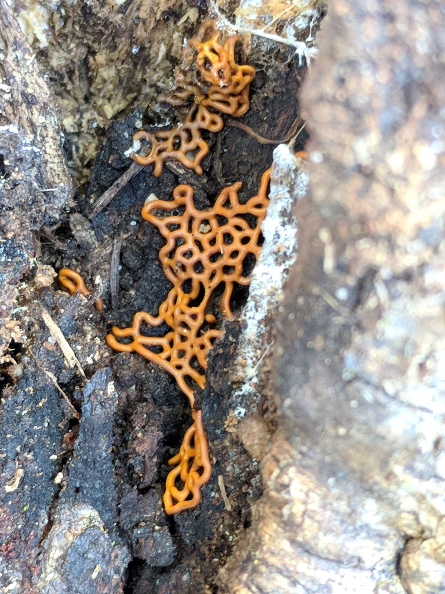 Image of Pretzel slime mold