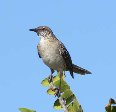 Image of Mimus gundlachii hillii March & WT 1864