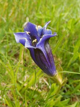 Image of Stemless Gentian