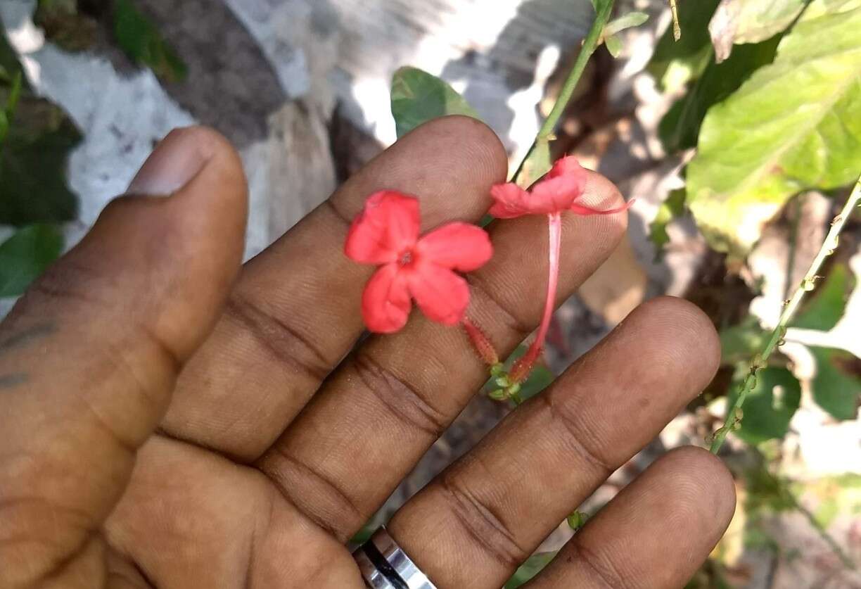 Imagem de Plumbago indica L.