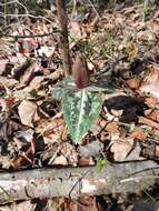 Image de Trillium decipiens J. D. Freeman