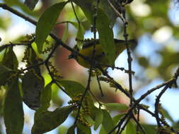 Image of Blue-naped Chlorophonia