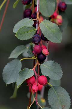 Слика од Amelanchier alnifolia var. cusickii (Fern.) C. L. Hitchc.