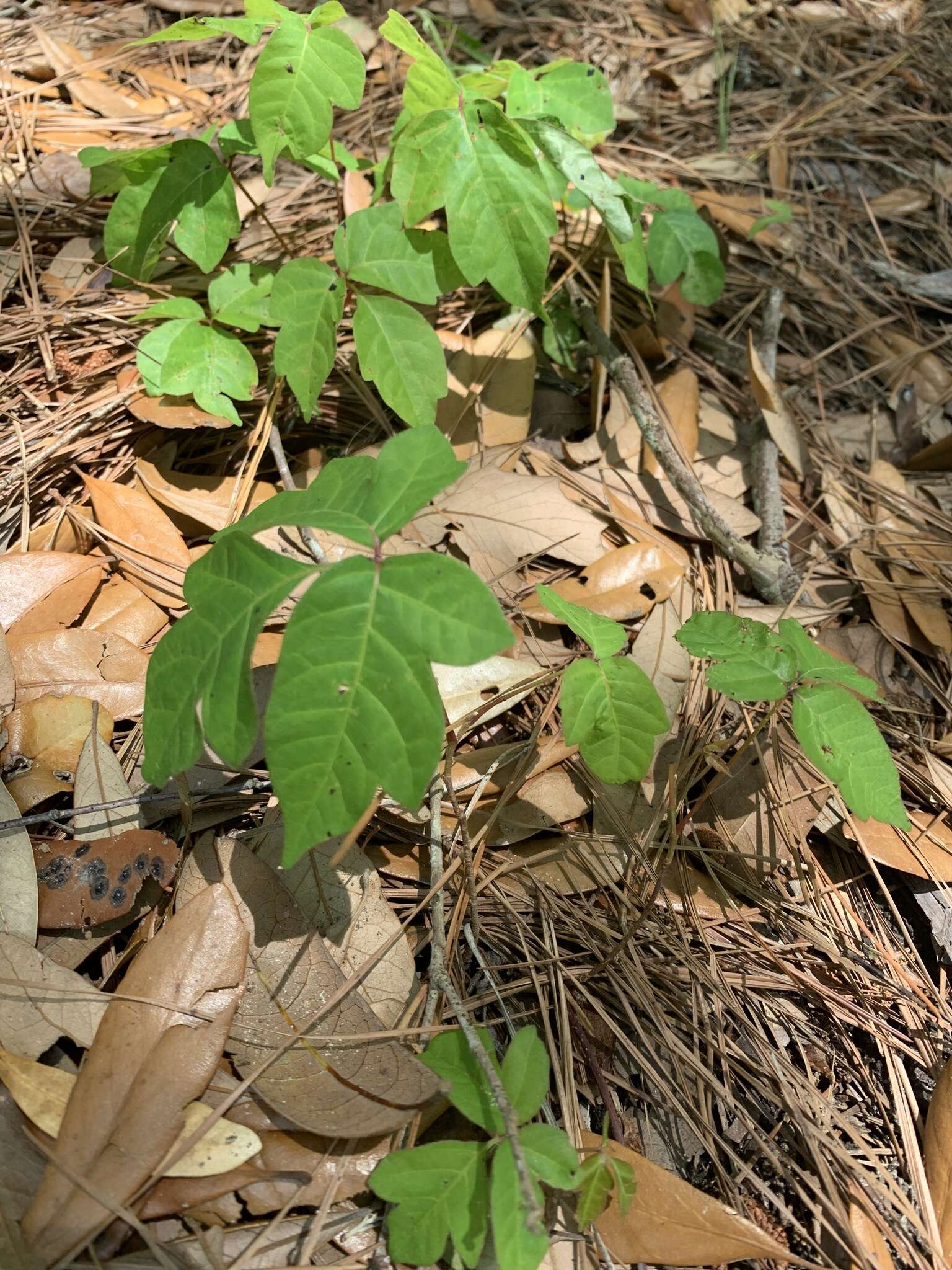 Imagem de Toxicodendron pubescens Mill.