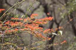 Image de Combretum paniculatum Vent.